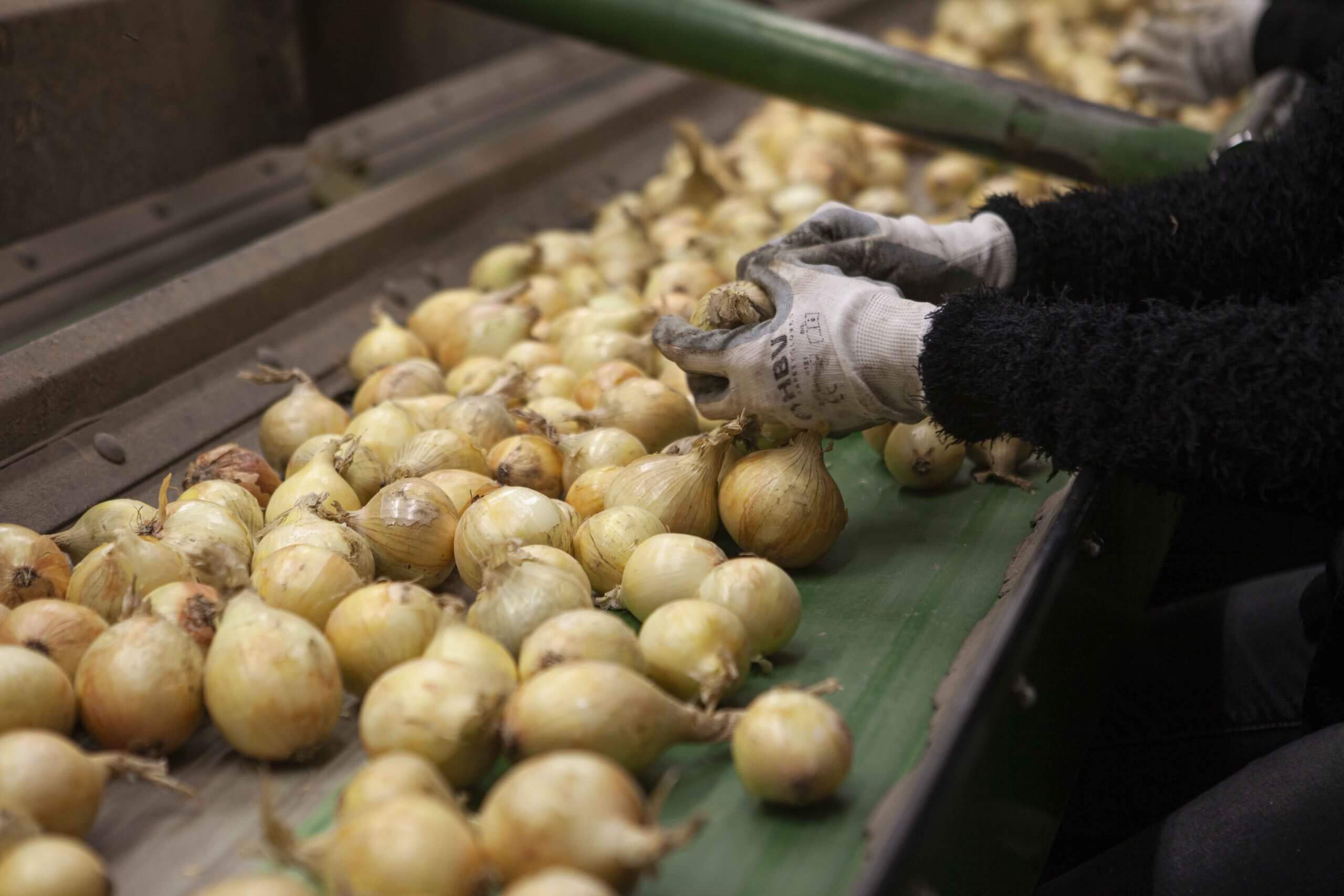 Nieuwe website voor Jansen Uienhandel